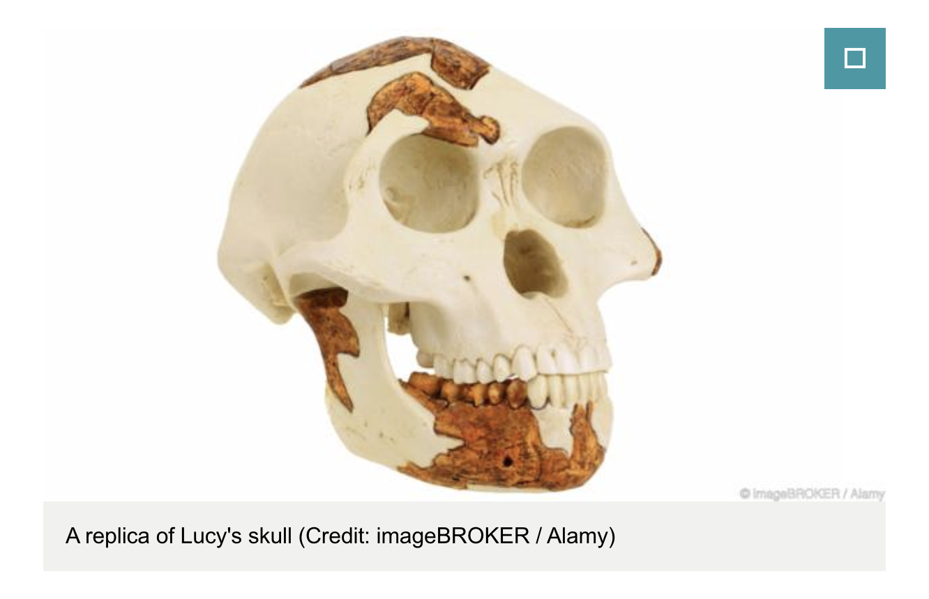 lucy-skull